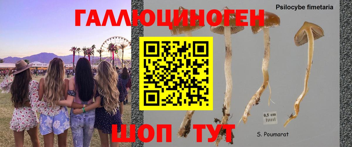 Буйнакск  Галлюциногенные грибы Psilocybine cubensis  купить  сайты  Вход с VPN 